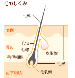 毛のしくみ